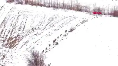 Erzincan'da Dronla Görüntülenen Yaban Domuzu Sürüsü